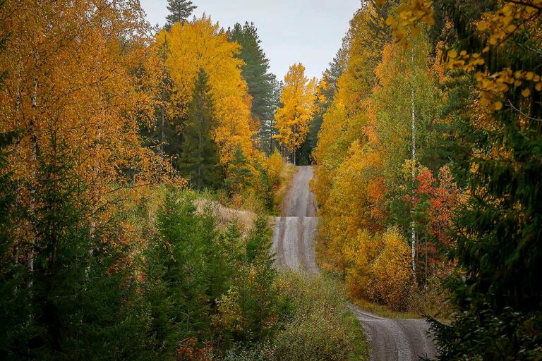 Rallye Finnland: Infos, Zeitplan und Starterliste