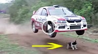 Rallycar & Dog